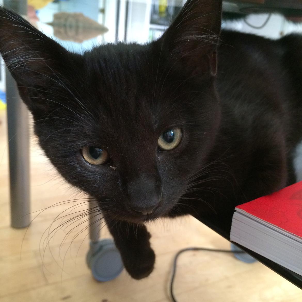 Huskat Salem. Den sorte panter :) billede 17