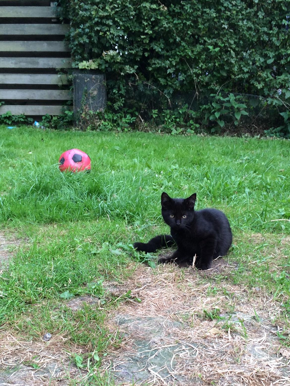 Huskat Salem. Den sorte panter :) billede 23