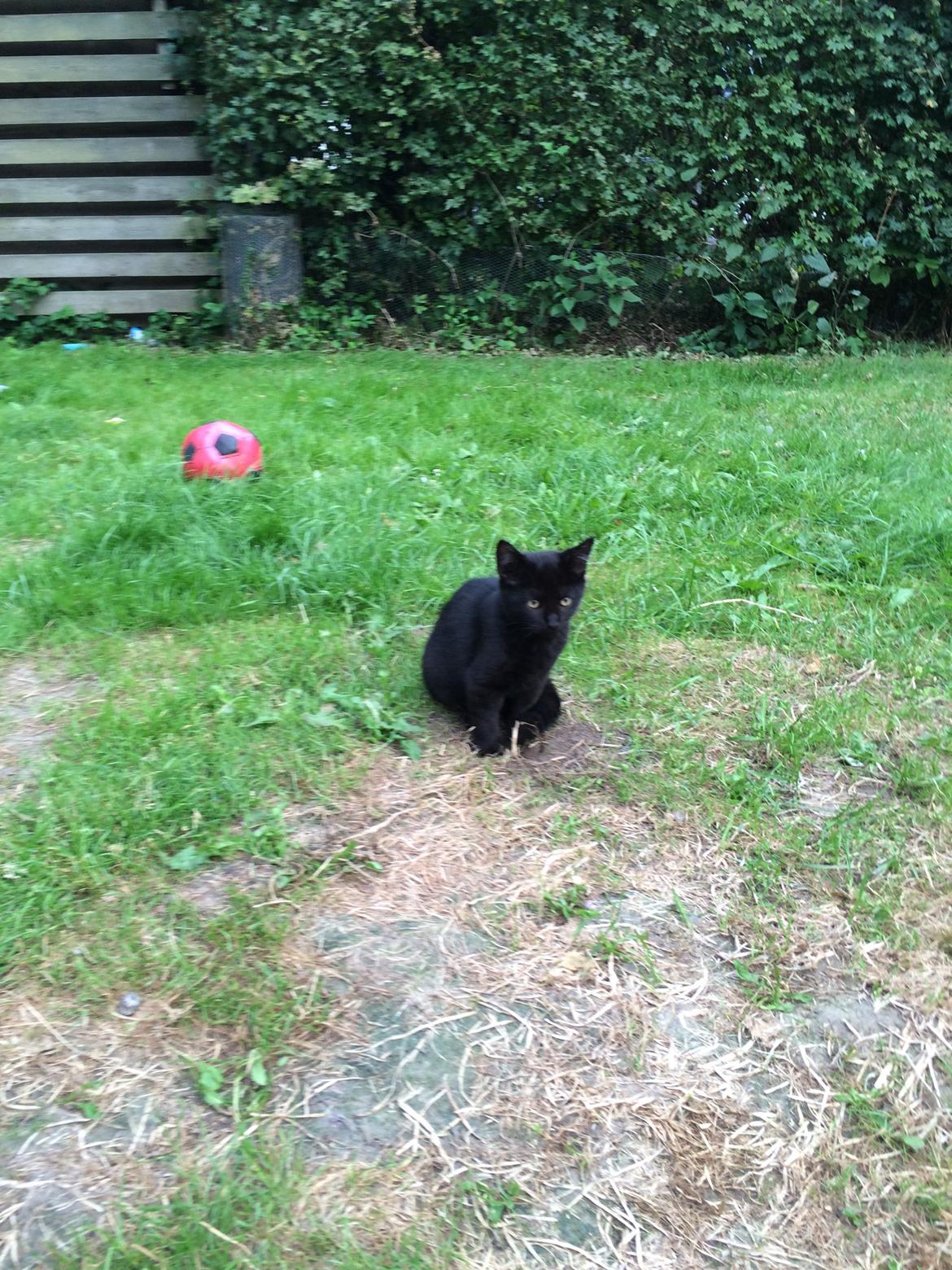 Huskat Salem. Den sorte panter :) billede 24