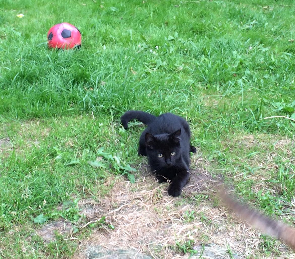 Huskat Salem. Den sorte panter :) billede 25