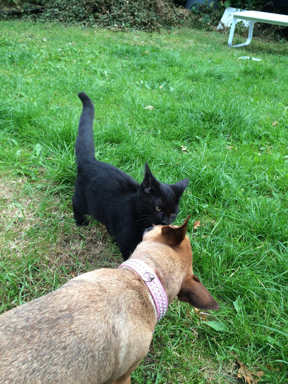 Huskat Salem. Den sorte panter :) billede 26