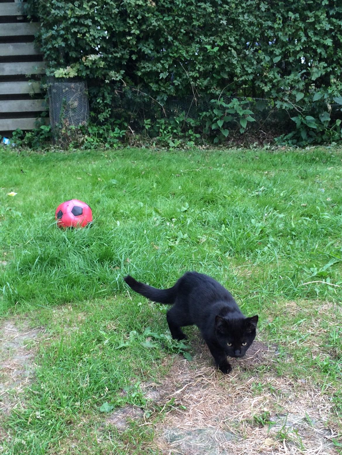 Huskat Salem. Den sorte panter :) billede 22