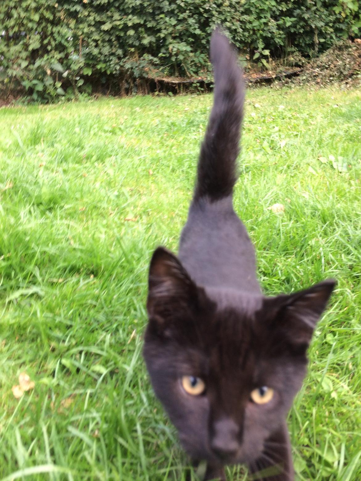 Huskat Salem. Den sorte panter :) billede 28