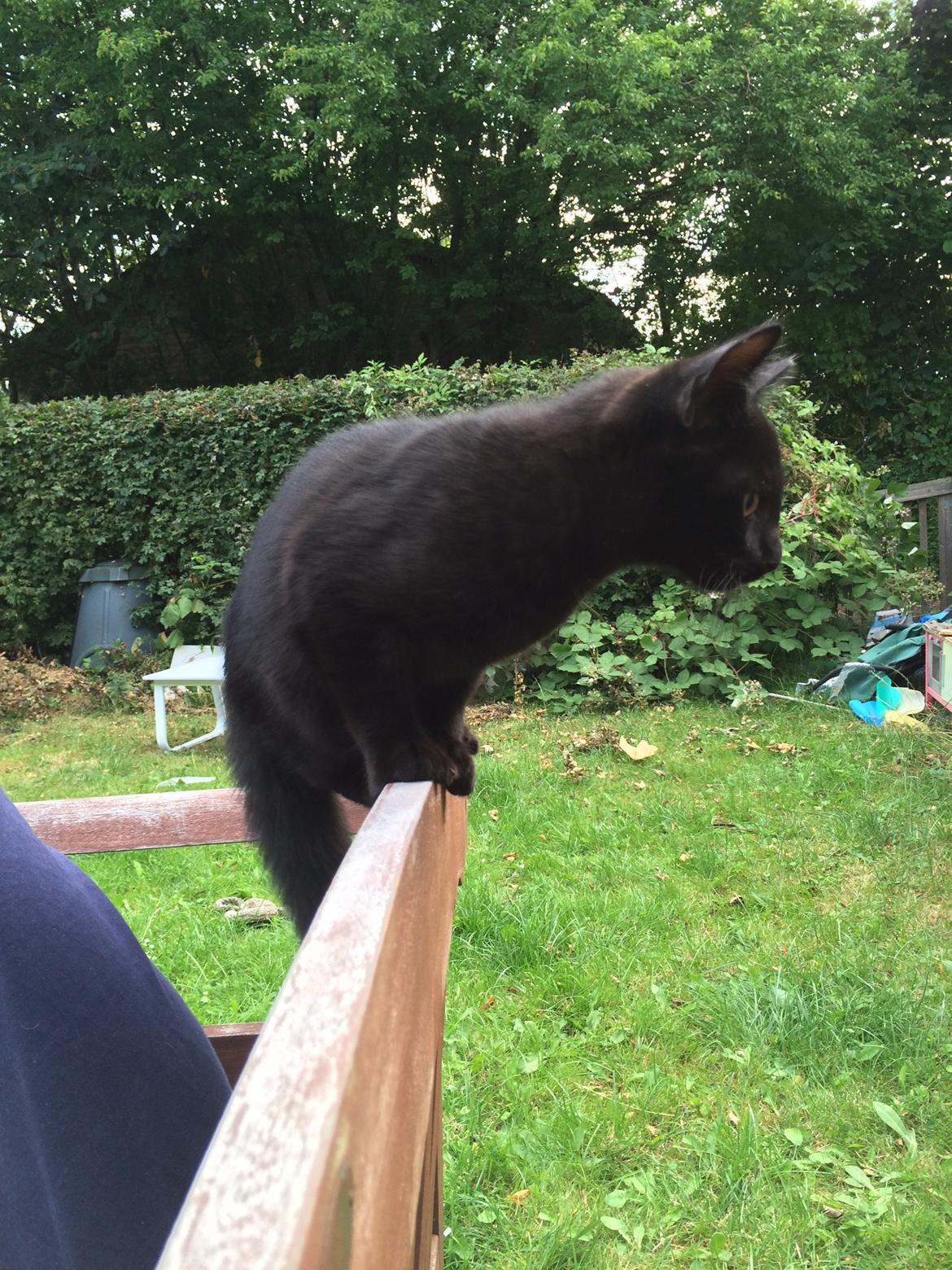 Huskat Salem. Den sorte panter :) billede 29