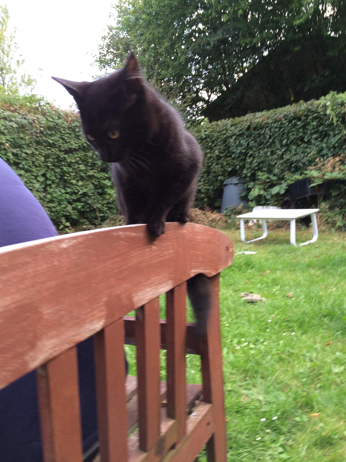 Huskat Salem. Den sorte panter :) billede 30