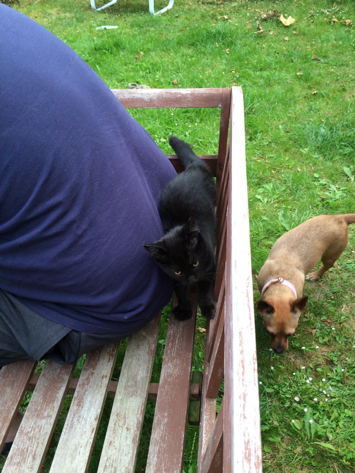 Huskat Salem. Den sorte panter :) billede 31