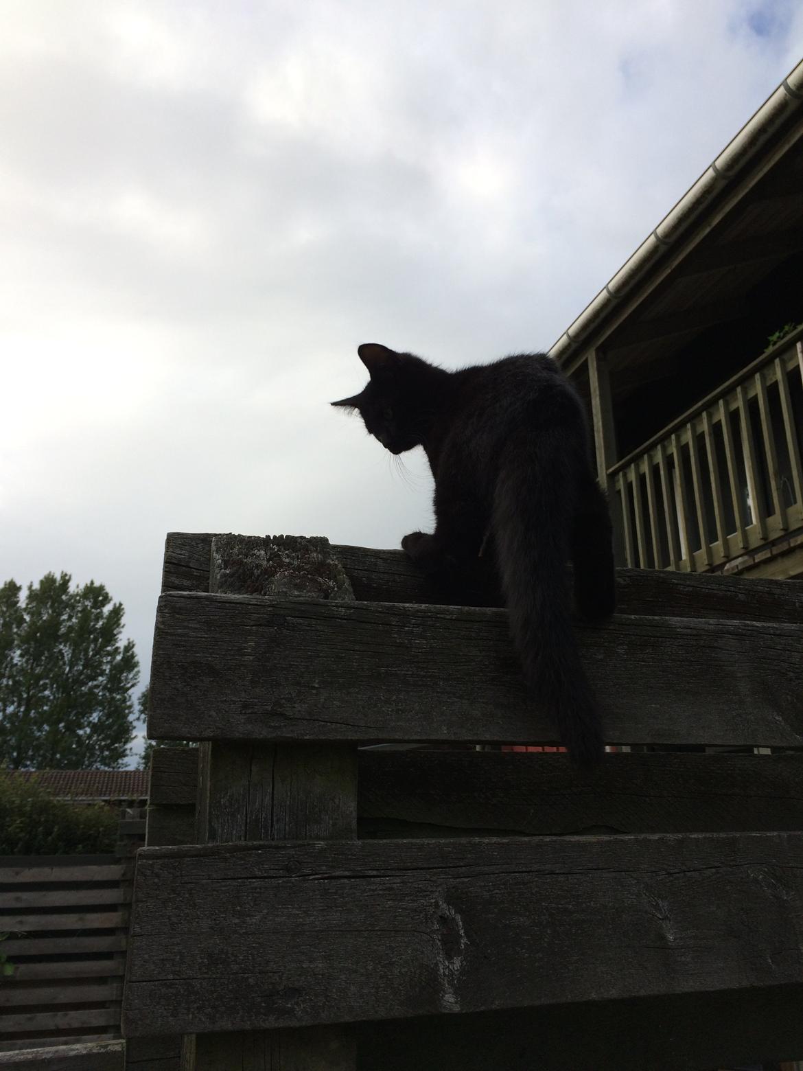 Huskat Salem. Den sorte panter :) billede 32