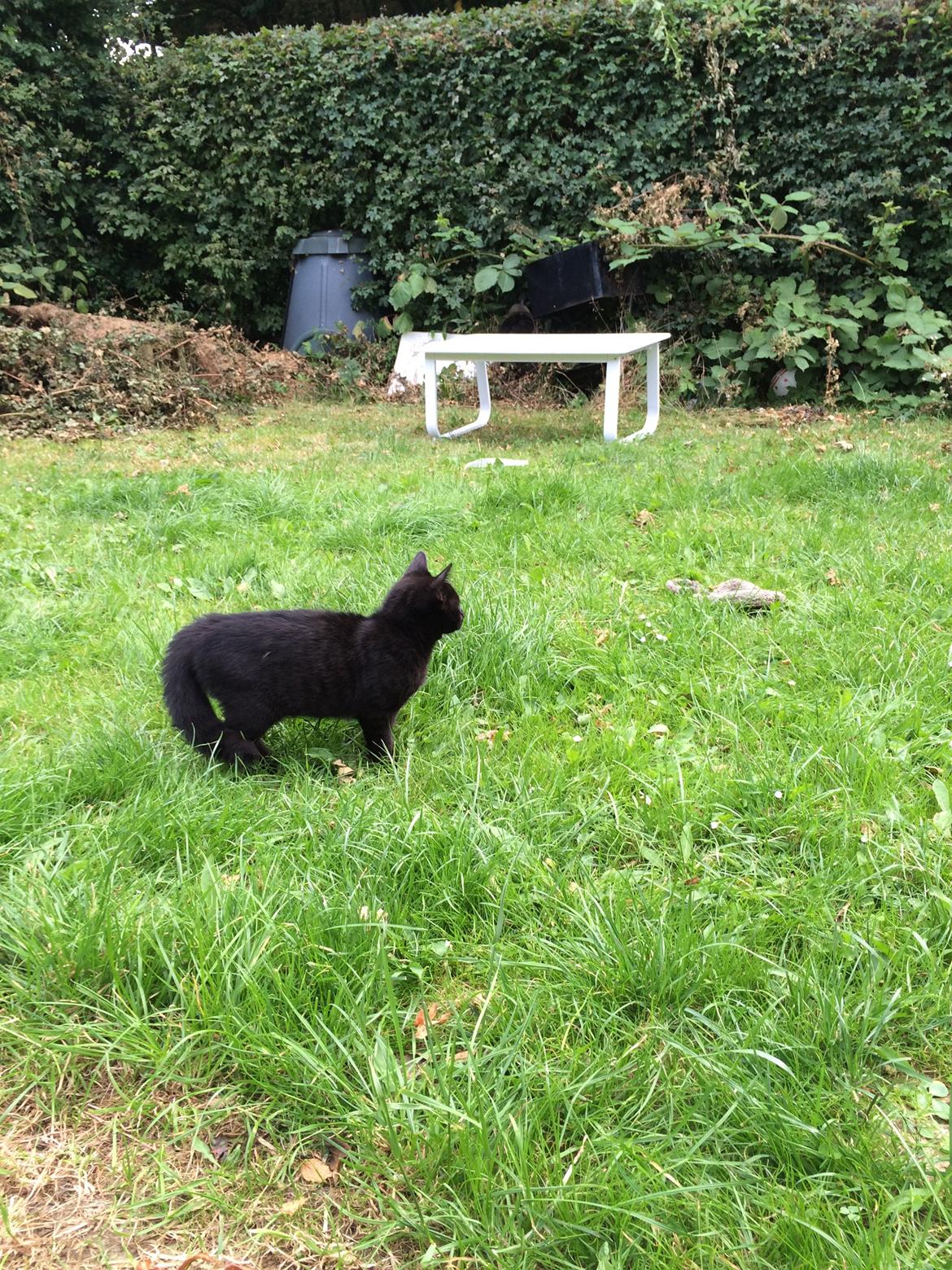 Huskat Salem. Den sorte panter :) billede 27