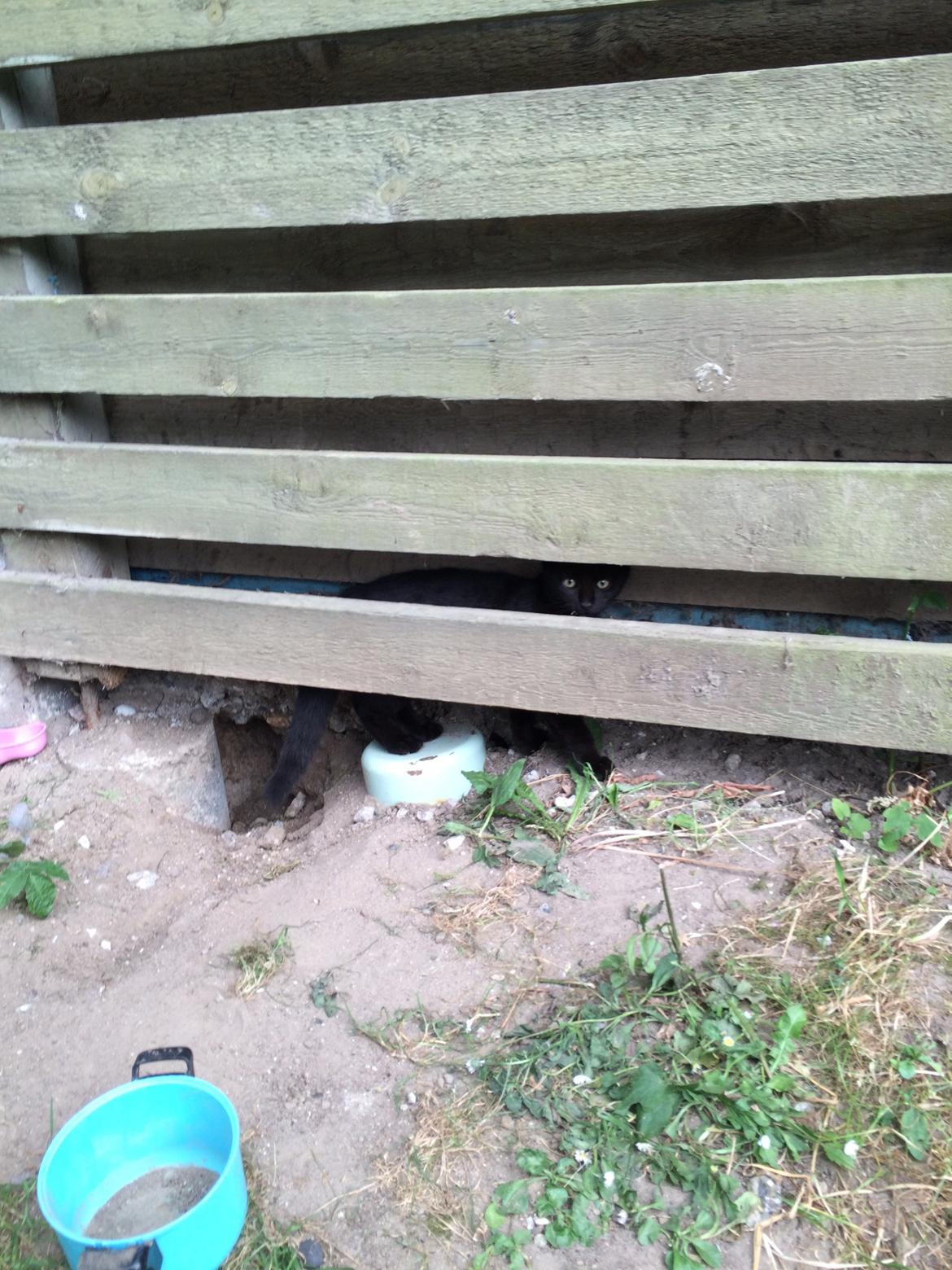 Huskat Salem. Den sorte panter :) billede 33