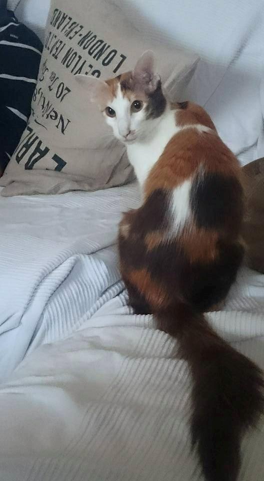 Orientalsk Langhåret Juliet  billede 6