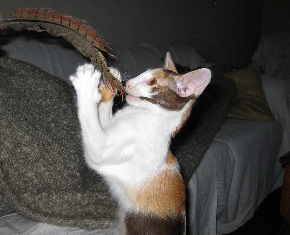 Orientalsk Langhåret Juliet  billede 2