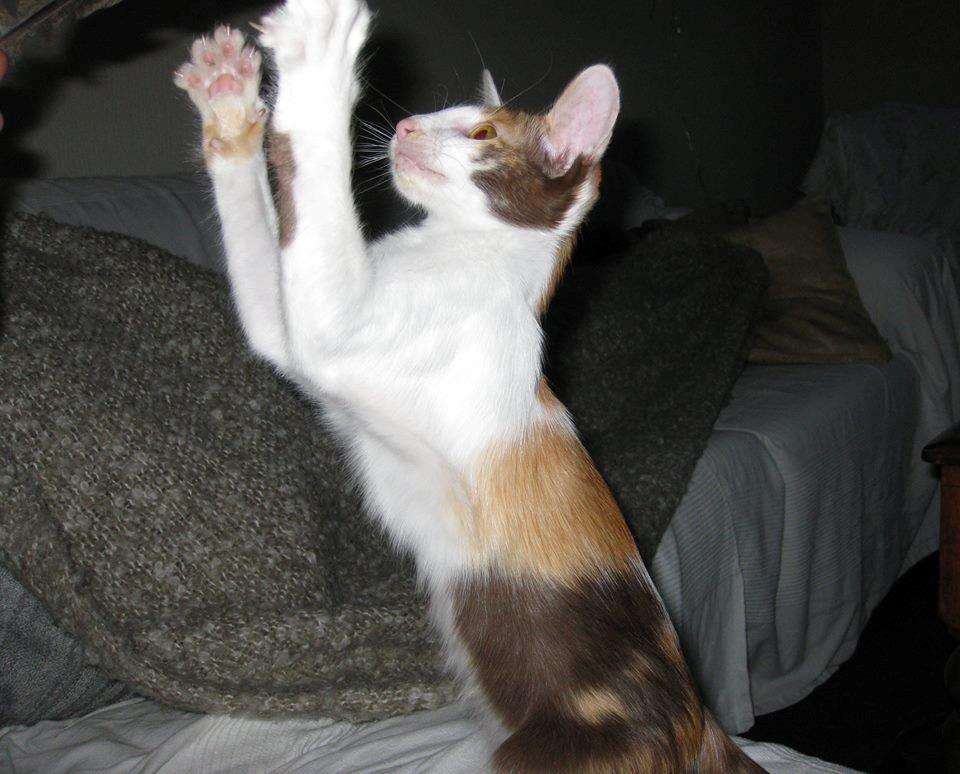 Orientalsk Langhåret Juliet  billede 1