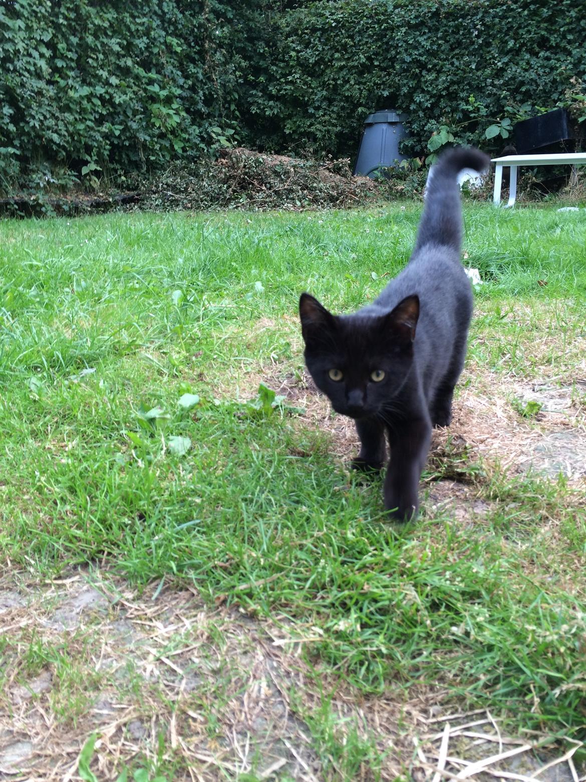 Huskat Salem. Den sorte panter :) billede 21