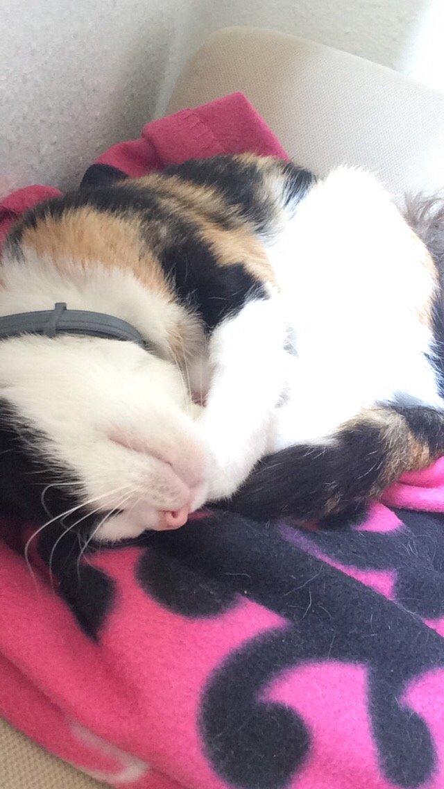 Huskat Kitty billede 25