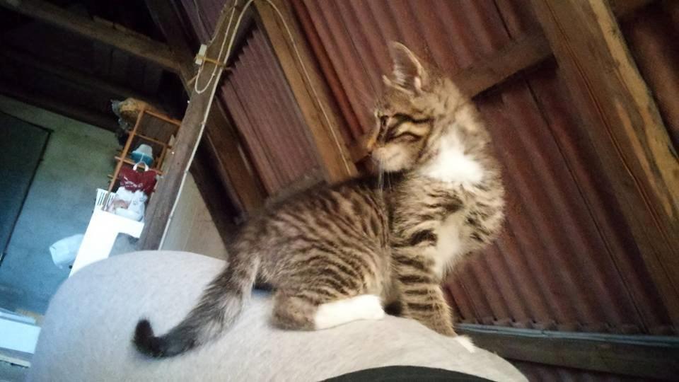 Huskat Stitch billede 4