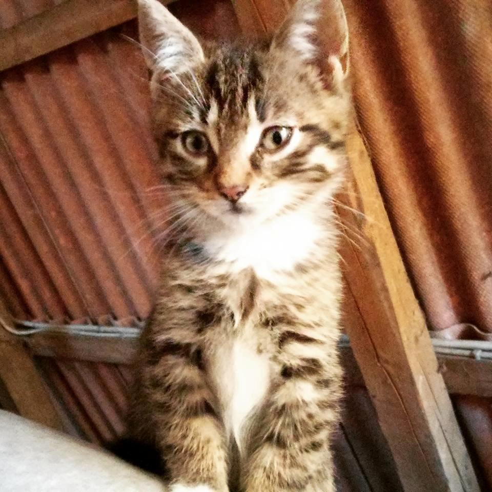 Huskat Stitch billede 3