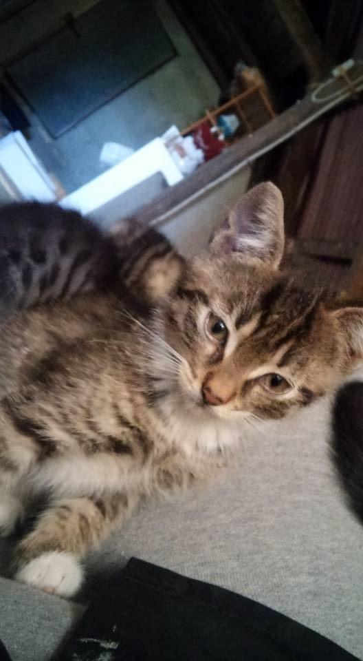 Huskat Stitch billede 5