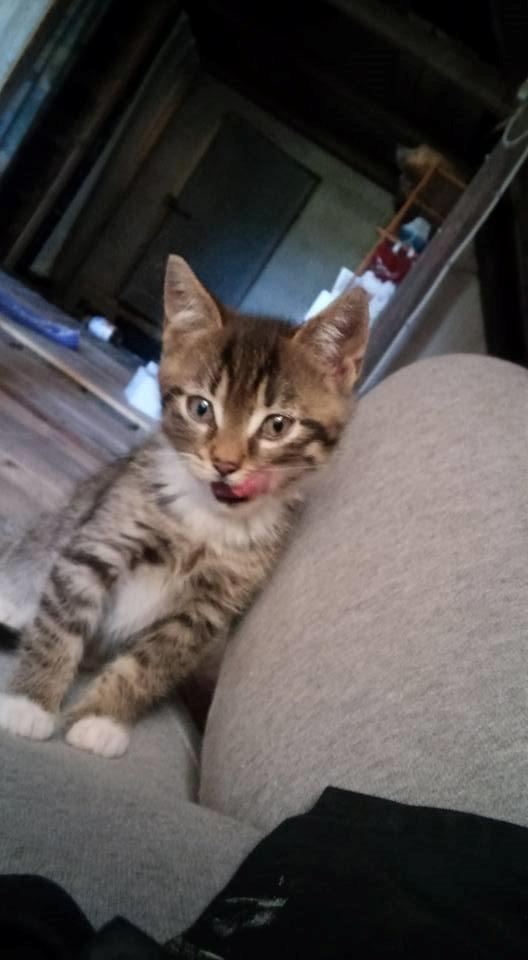 Huskat Stitch billede 6