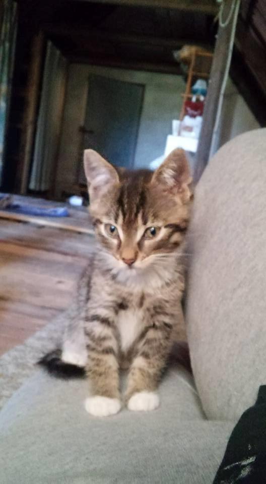 Huskat Stitch billede 7