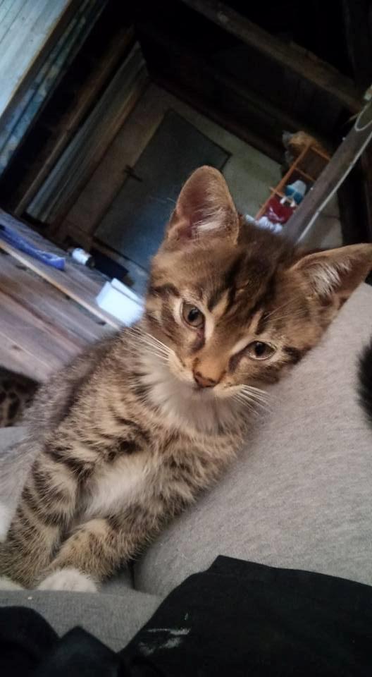 Huskat Stitch billede 9