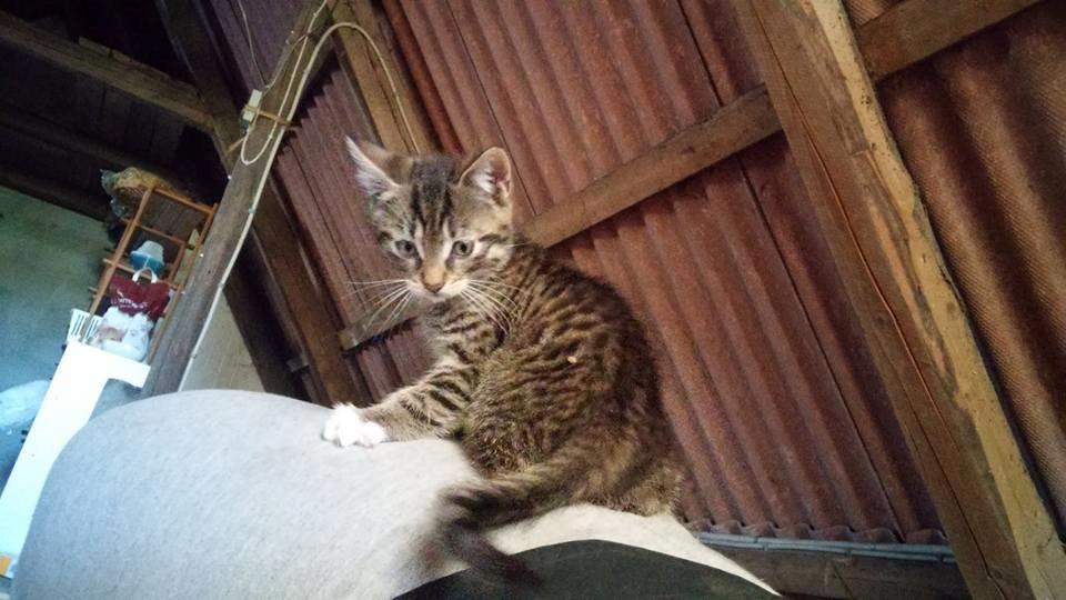 Huskat Stitch billede 8