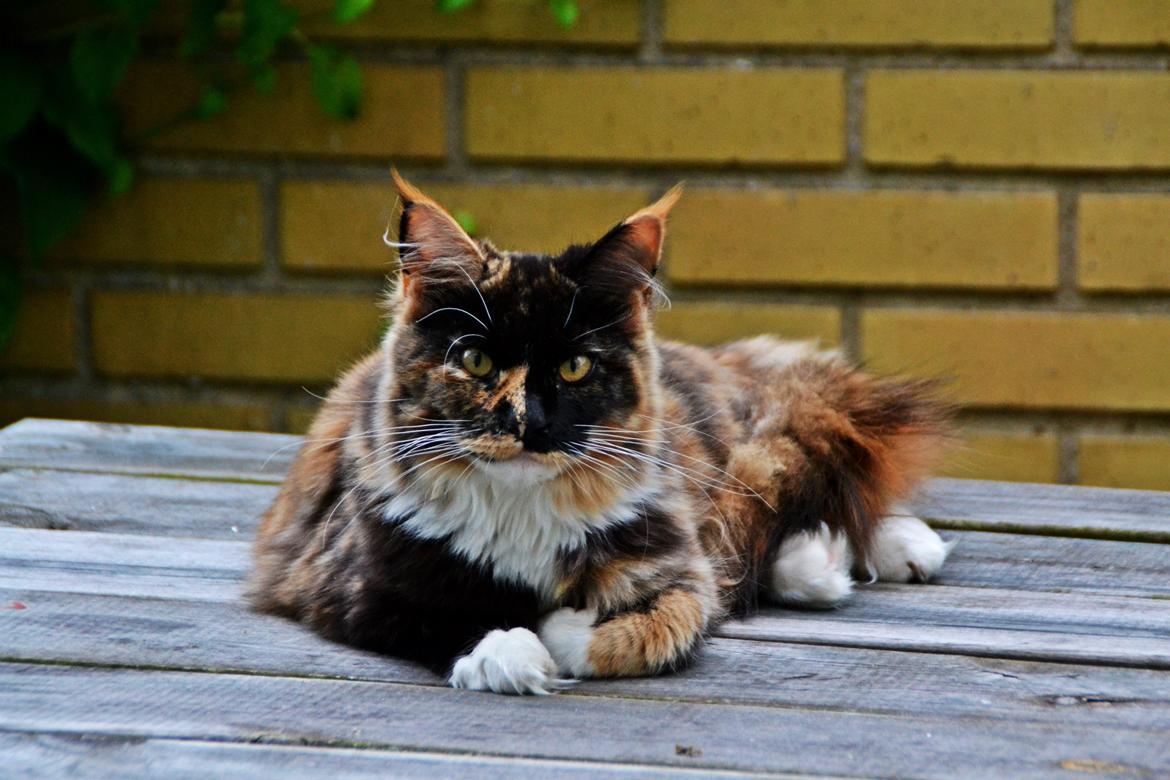 Maine Coon DK Nimrodel's Lúthien billede 21