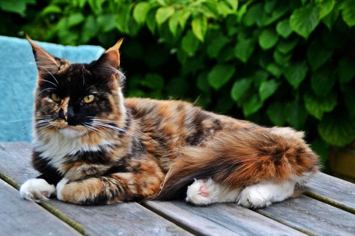 Maine Coon DK Nimrodel's Lúthien billede 28