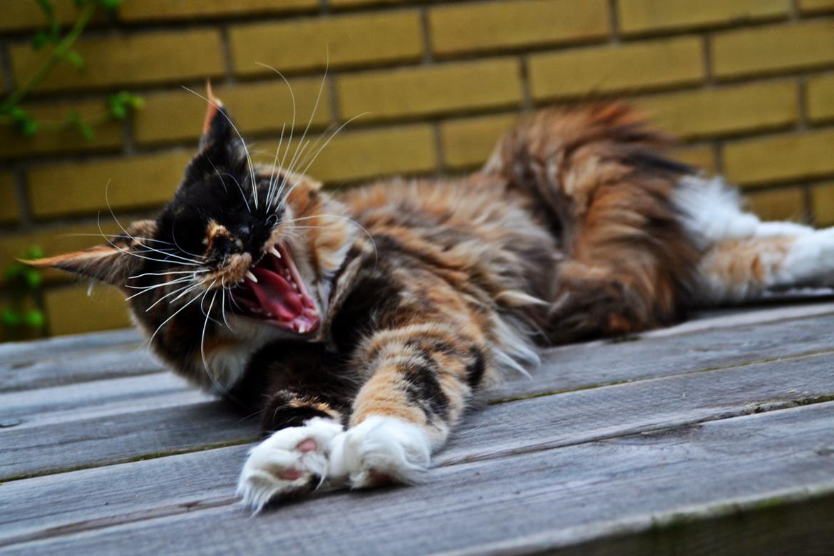 Maine Coon DK Nimrodel's Lúthien billede 1