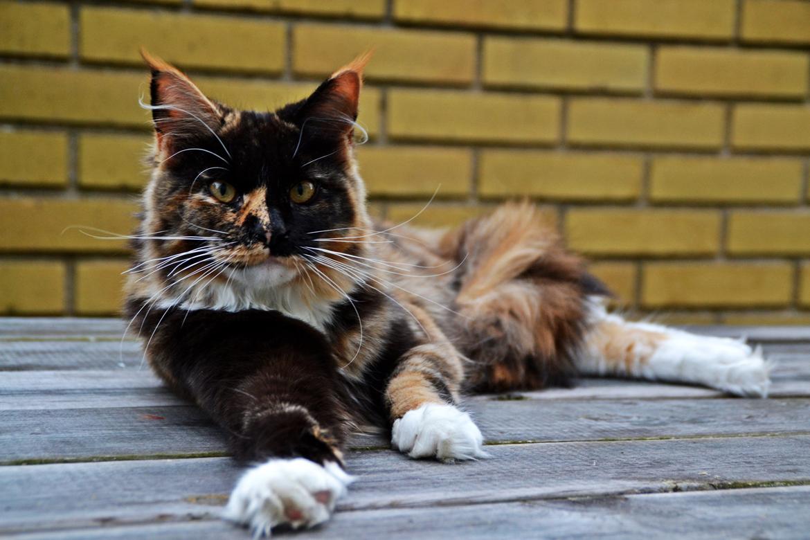 Maine Coon DK Nimrodel's Lúthien billede 16