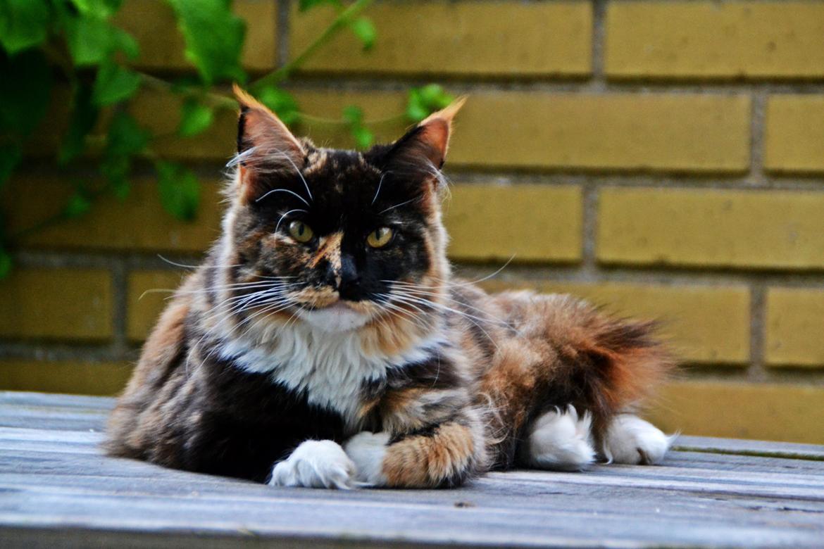 Maine Coon DK Nimrodel's Lúthien billede 27