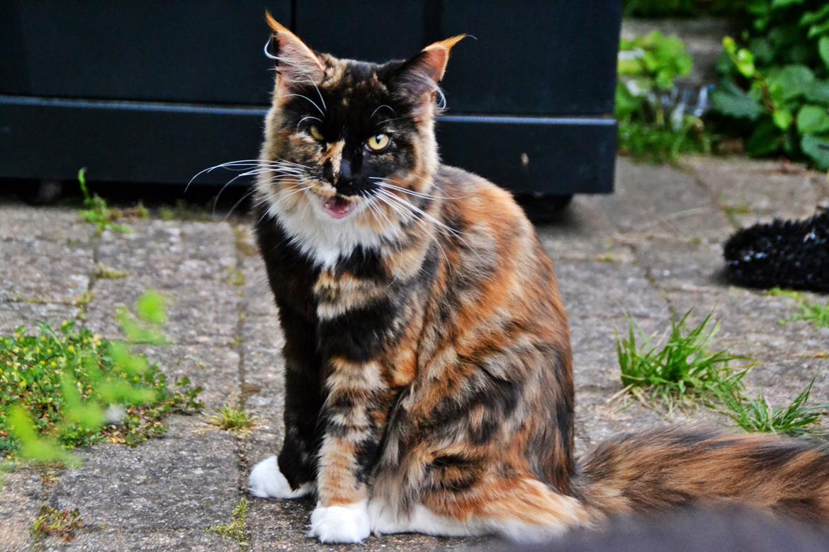 Maine Coon DK Nimrodel's Lúthien billede 4