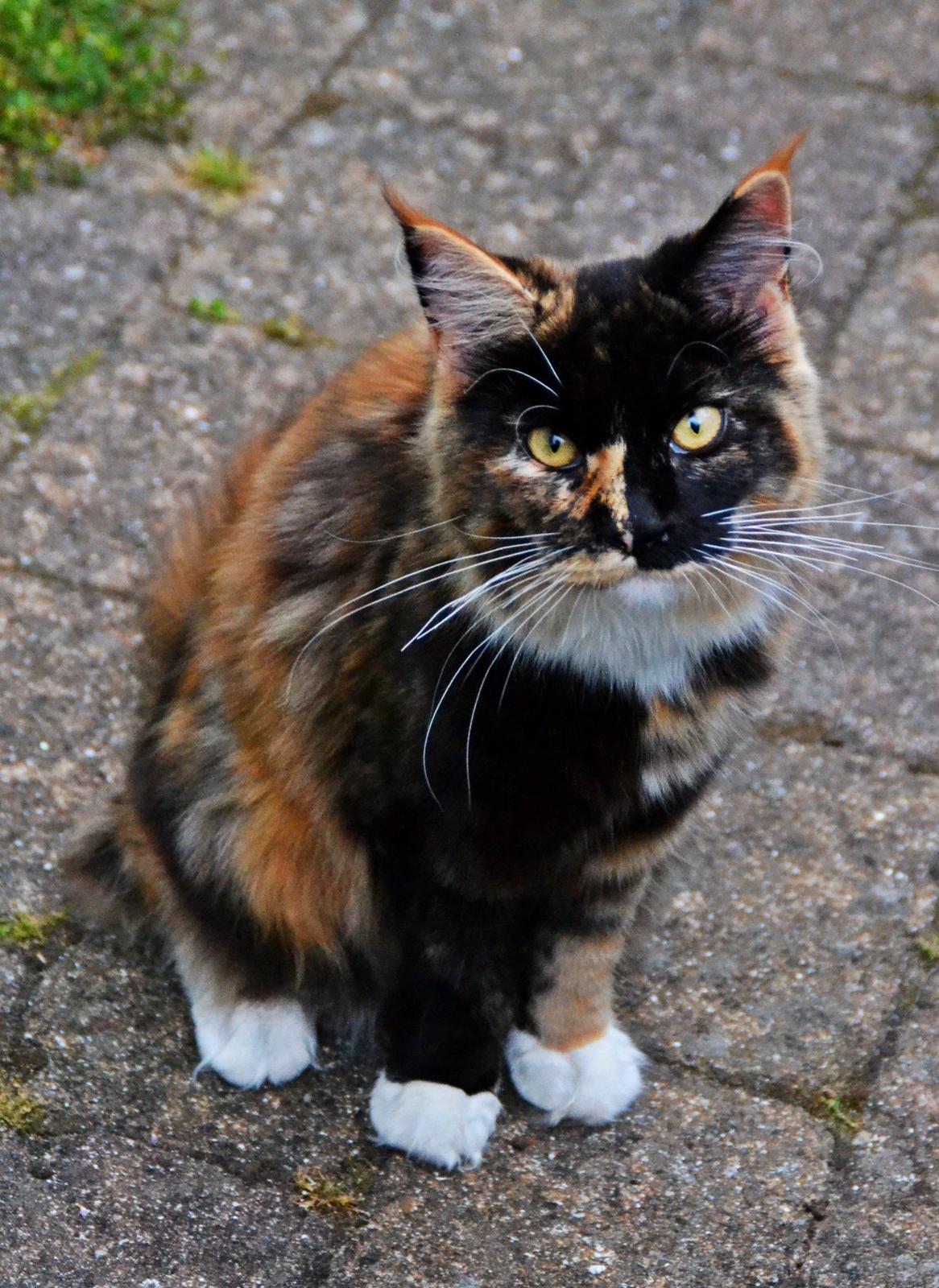 Maine Coon DK Nimrodel's Lúthien billede 9