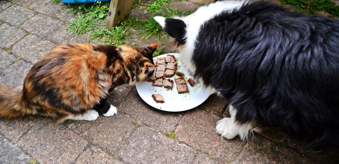 Maine Coon DK Nimrodel's Lúthien billede 29