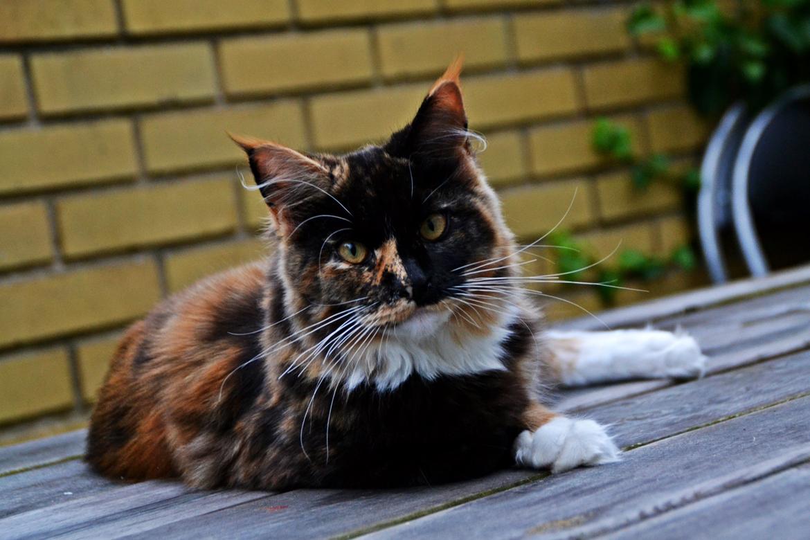 Maine Coon DK Nimrodel's Lúthien billede 3