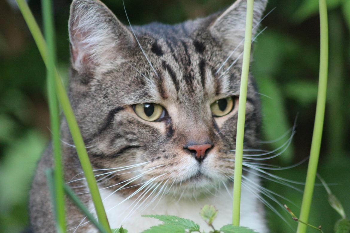 Huskat Frederik (himmelkat) billede 16