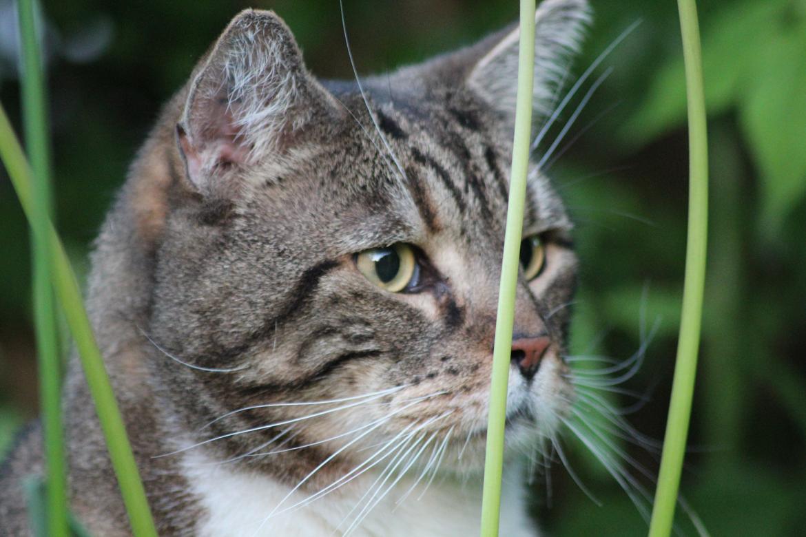 Huskat Frederik (himmelkat) billede 17