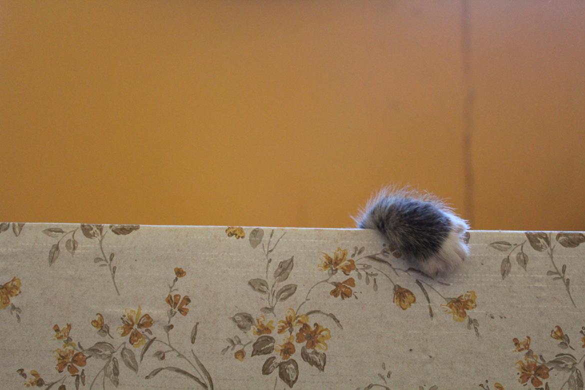 Huskat Stitch billede 2