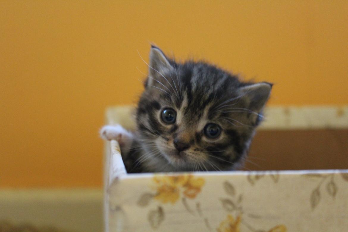 Huskat Stitch billede 1