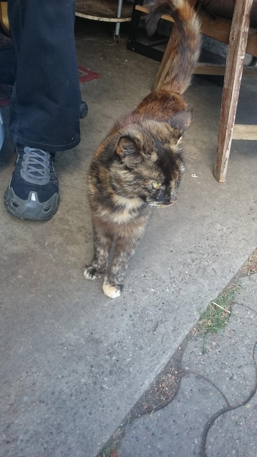 Blanding af racer Findus (Himmel kat) billede 13