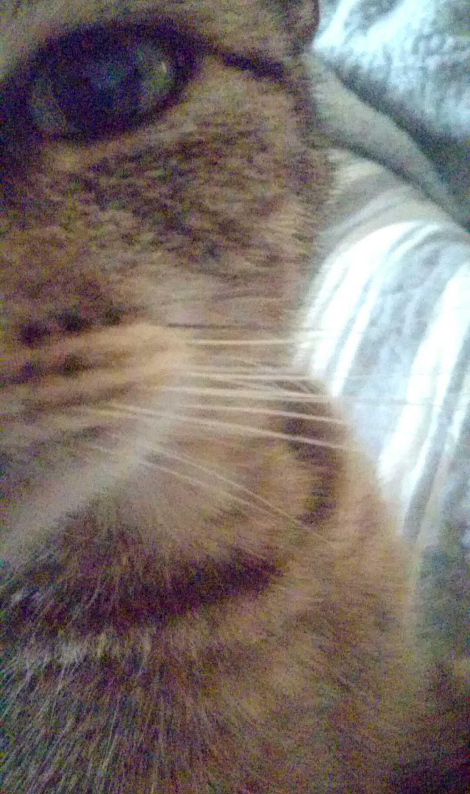 Blanding af racer Missy'munter (Himmel kat ) billede 13