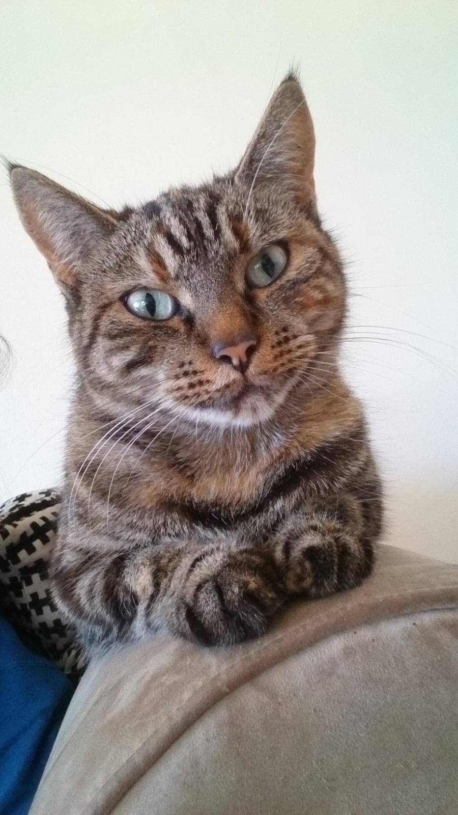 Blanding af racer Tulle billede 48