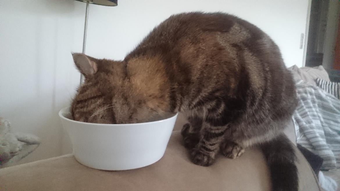 Blanding af racer Tulle billede 49