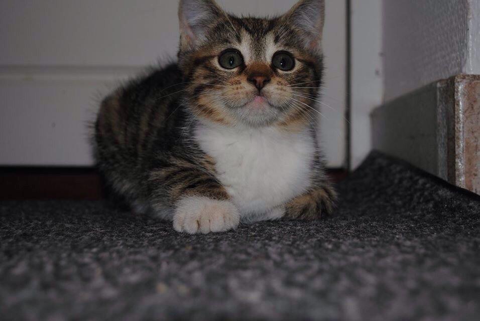 Huskat Halskovgaards Simba billede 1