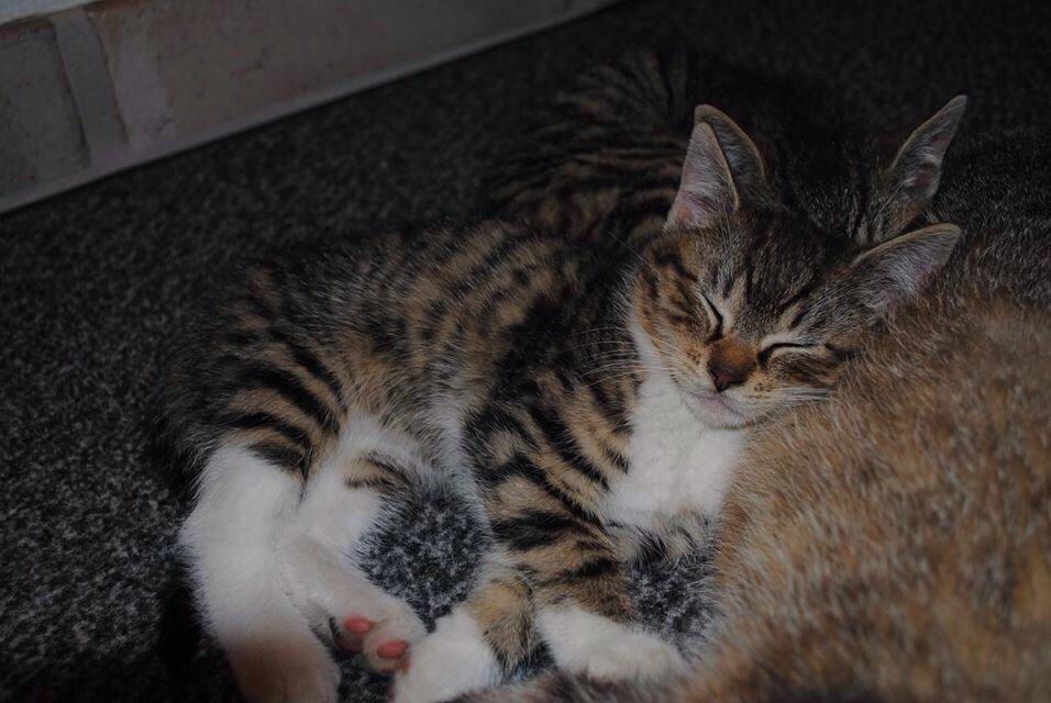 Huskat Halskovgaards Simba billede 2