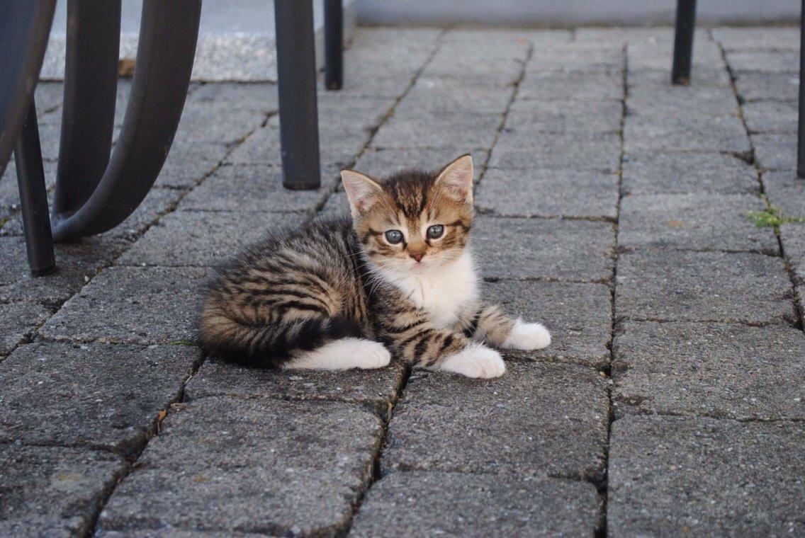 Huskat Halskovgaards Simba billede 4