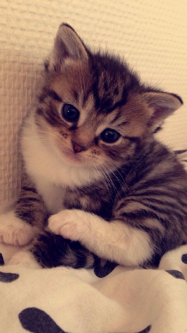 Huskat Halskovgaards Simba billede 5