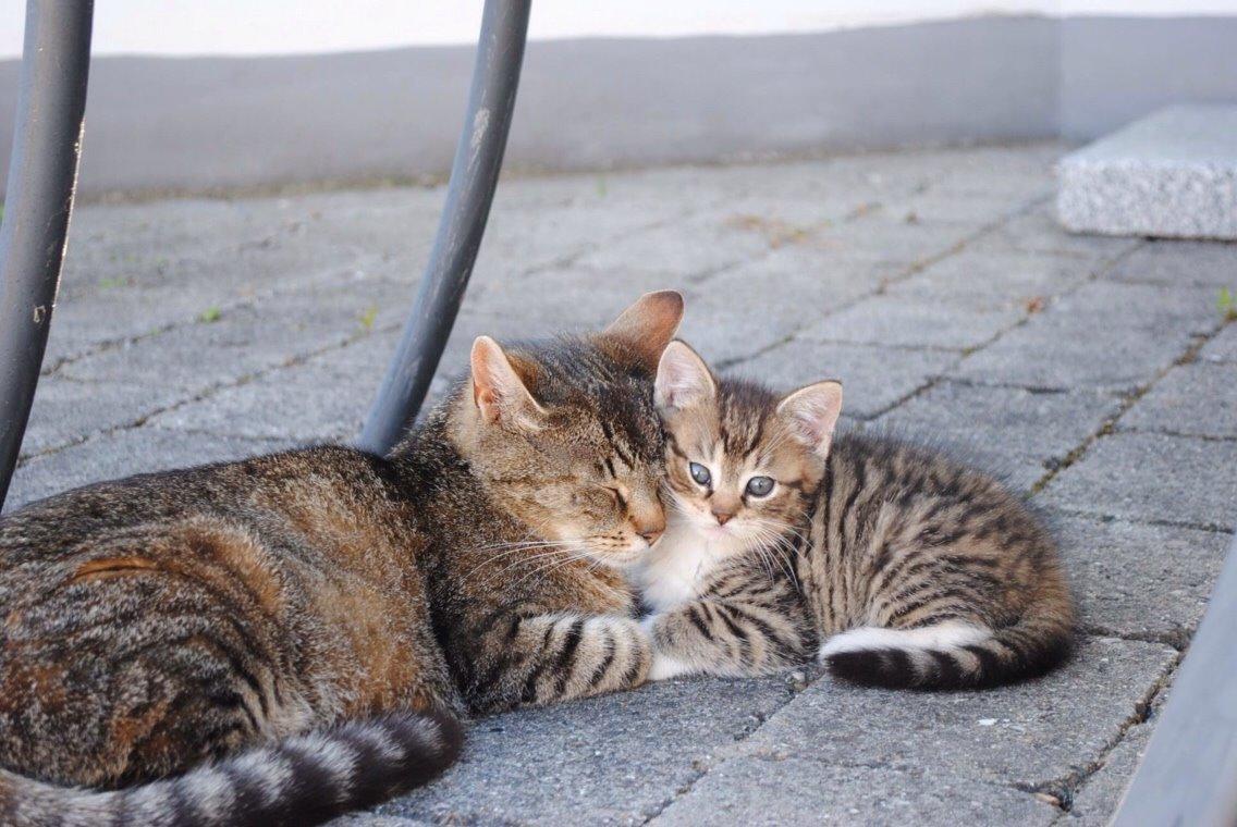 Huskat Halskovgaards Simba billede 3