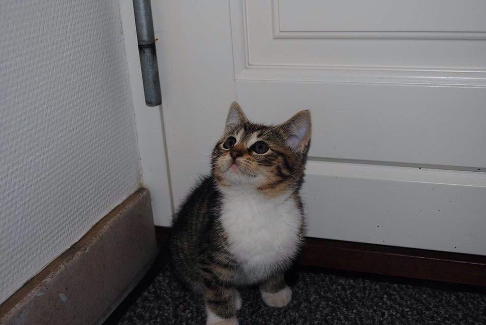 Huskat Halskovgaards Simba billede 6