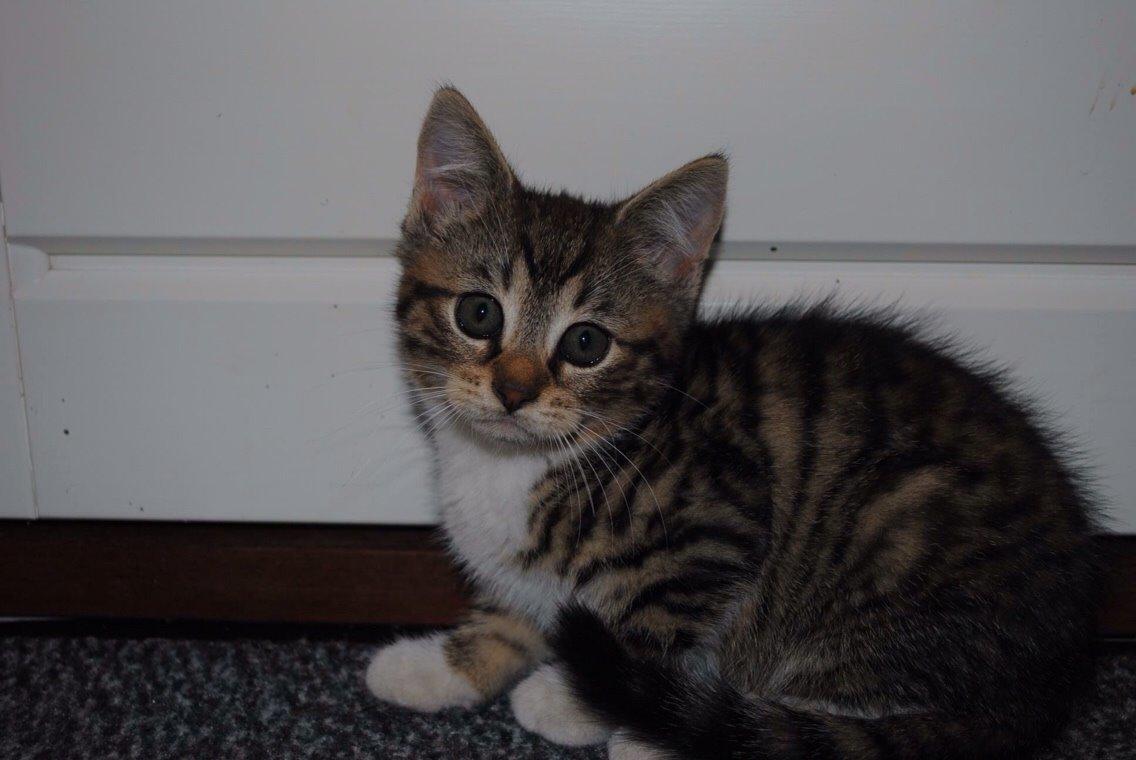 Huskat Halskovgaards Simba billede 7