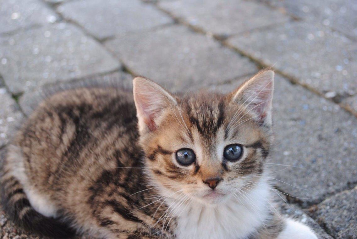 Huskat Halskovgaards Simba billede 8